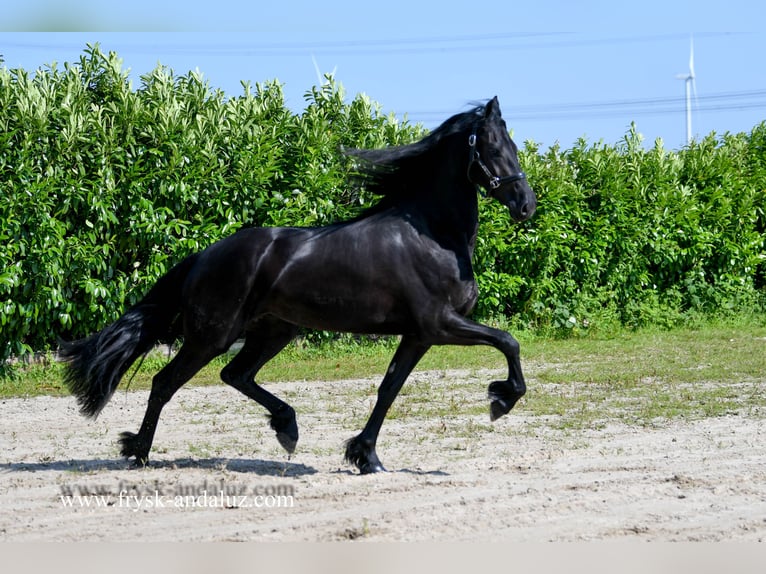 Fries paard Merrie 3 Jaar 165 cm Zwart in Mijnsheerenland