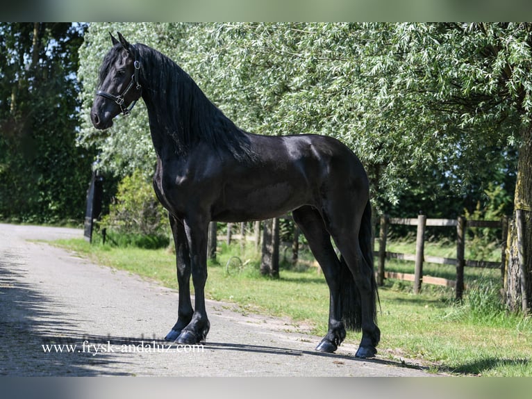 Fries paard Merrie 3 Jaar 165 cm Zwart in Mijnsheerenland
