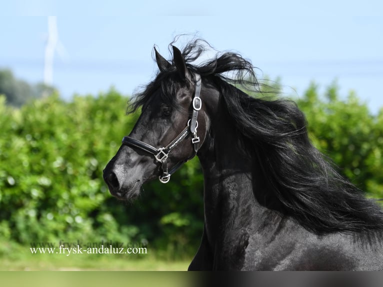 Fries paard Merrie 3 Jaar 165 cm Zwart in Mijnsheerenland