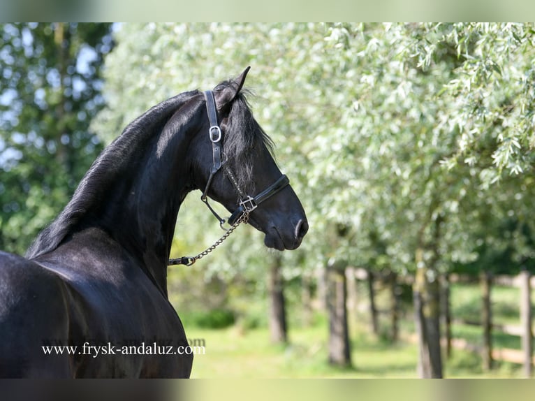 Fries paard Merrie 3 Jaar 165 cm Zwart in Mijnsheerenland