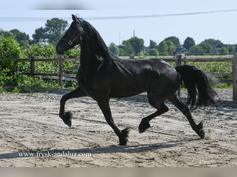 Fries paard Merrie 3 Jaar 165 cm Zwart in Mijnsheerenland