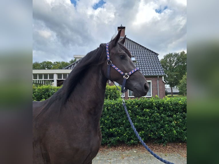 Fries paard Merrie 3 Jaar 165 cm Zwart in Dalen