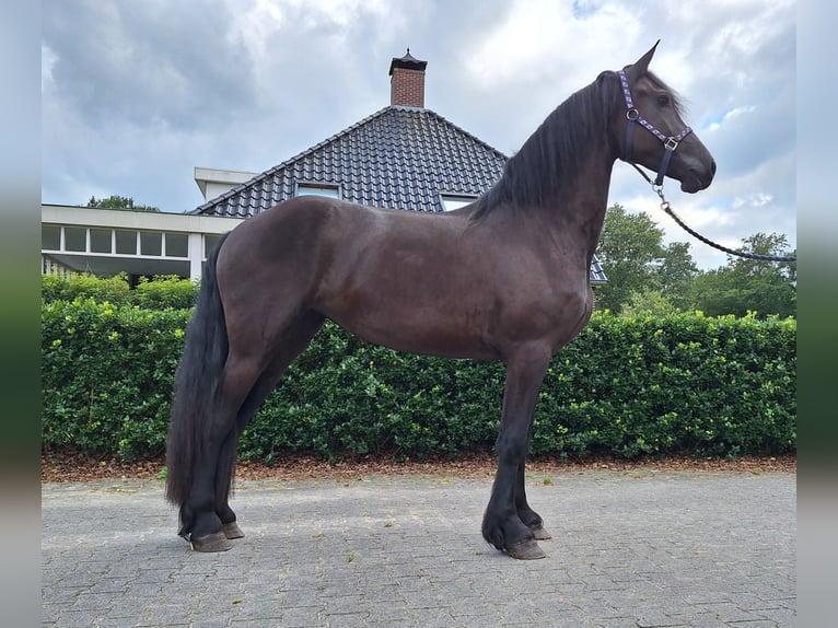 Fries paard Merrie 3 Jaar 165 cm Zwart in Dalen