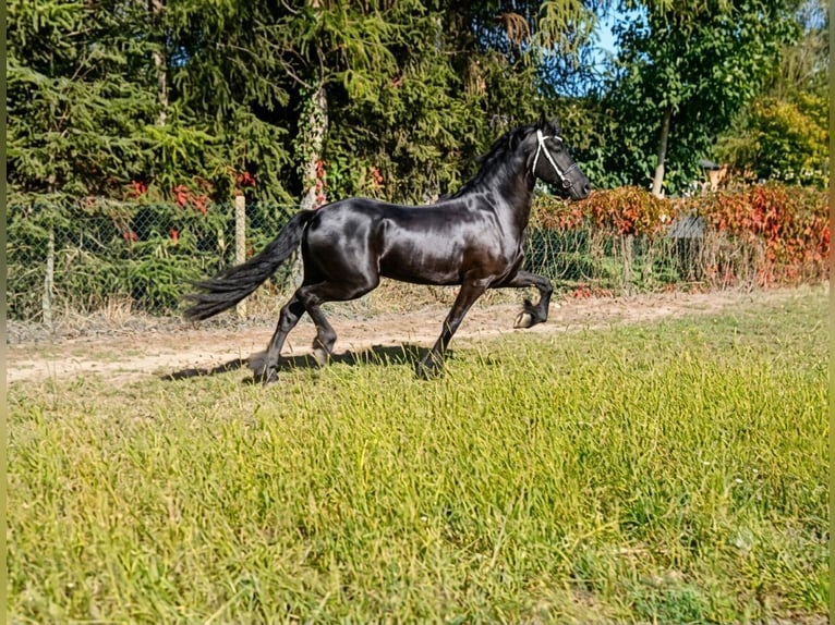 Fries paard Merrie 3 Jaar 166 cm Zwart in Poświętne