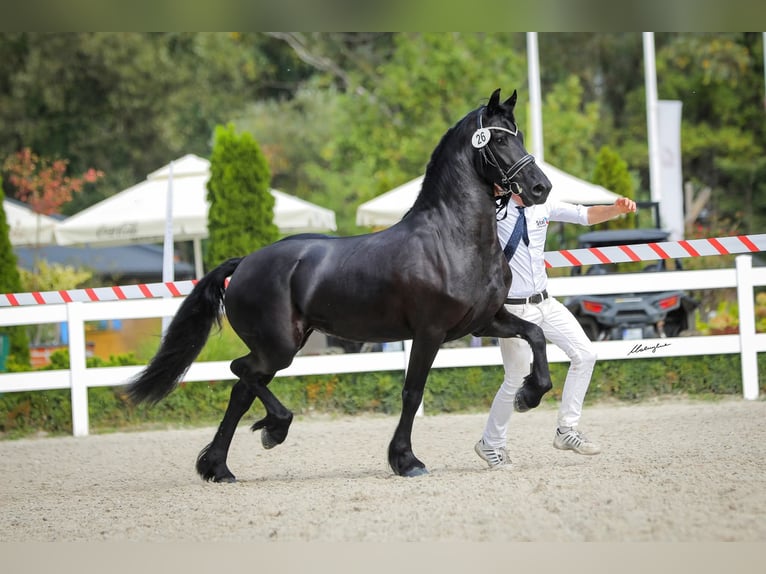 Fries paard Merrie 3 Jaar 166 cm Zwart in Poświętne
