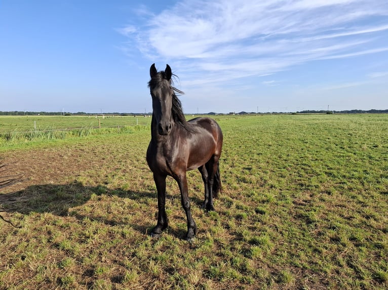 Fries paard Merrie 3 Jaar 167 cm in Dalen