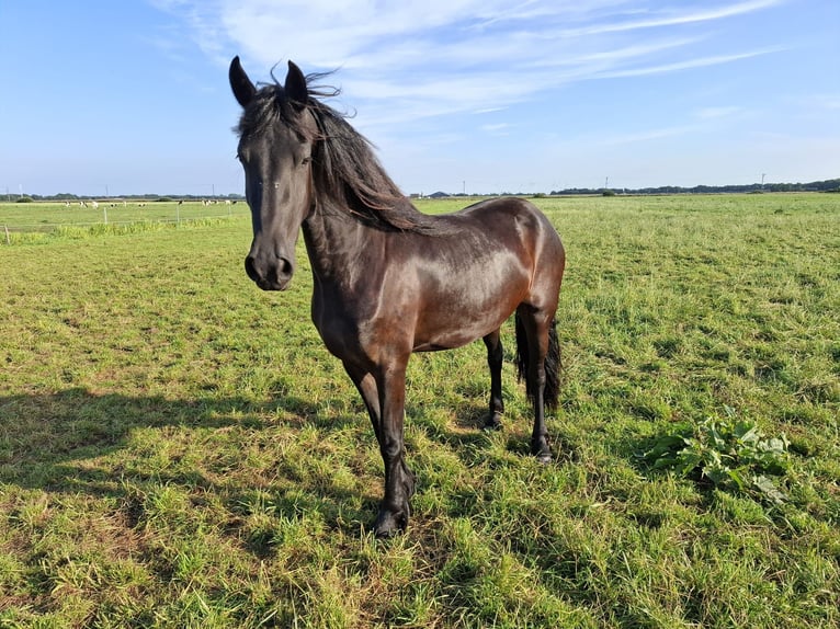 Fries paard Merrie 3 Jaar 167 cm in Dalen