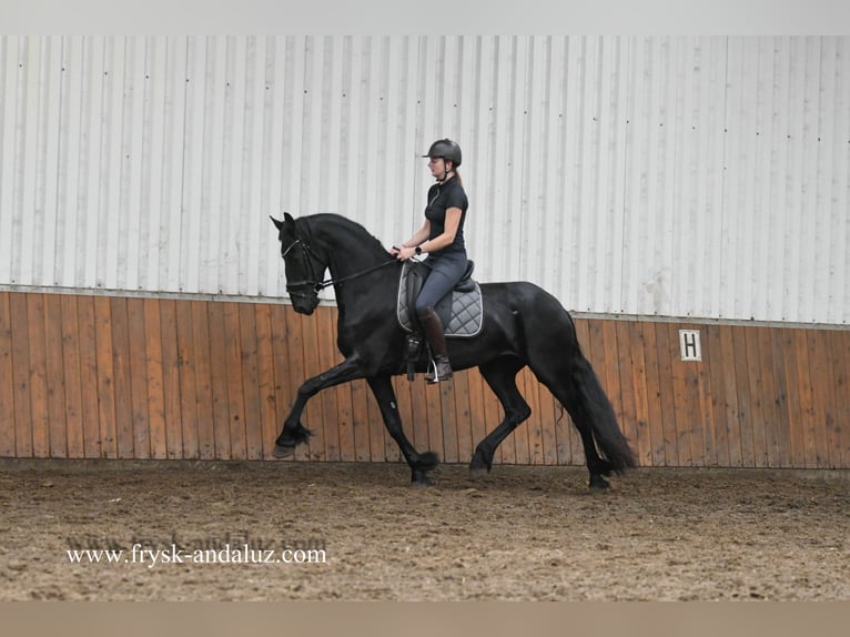 Fries paard Merrie 3 Jaar 169 cm Zwart in Mijnsheerenland