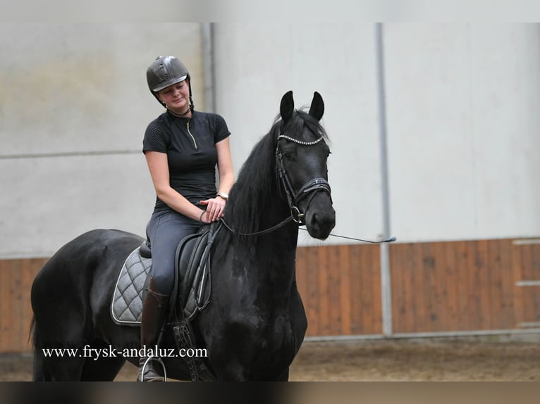 Fries paard Merrie 3 Jaar 169 cm Zwart in Mijnsheerenland