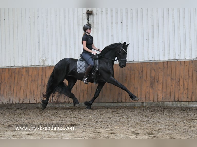 Fries paard Merrie 3 Jaar 169 cm Zwart in Mijnsheerenland