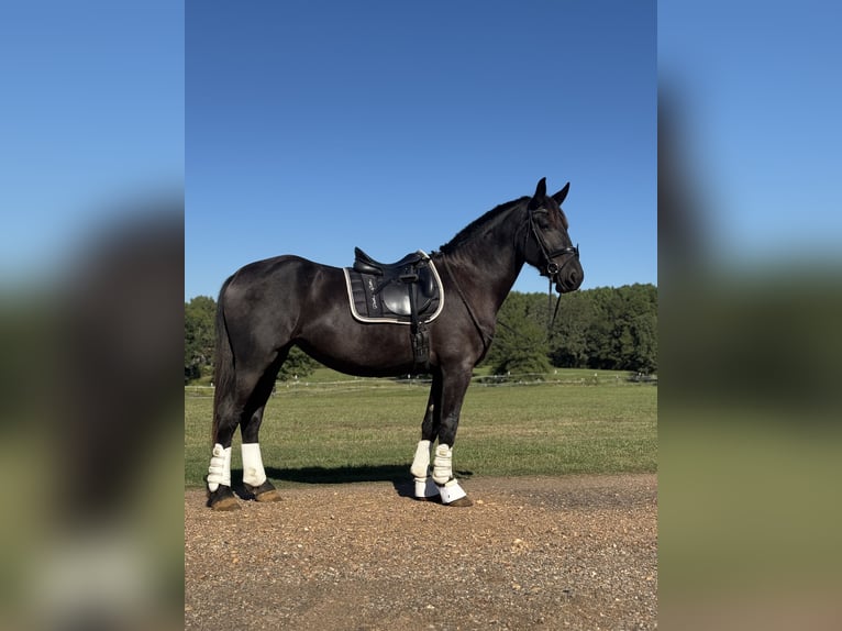 Fries paard Merrie 3 Jaar 170 cm Zwart in Texarkana, TX