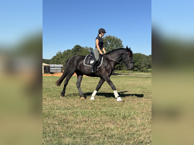 Fries paard Merrie 3 Jaar 170 cm Zwart in Texarkana, TX