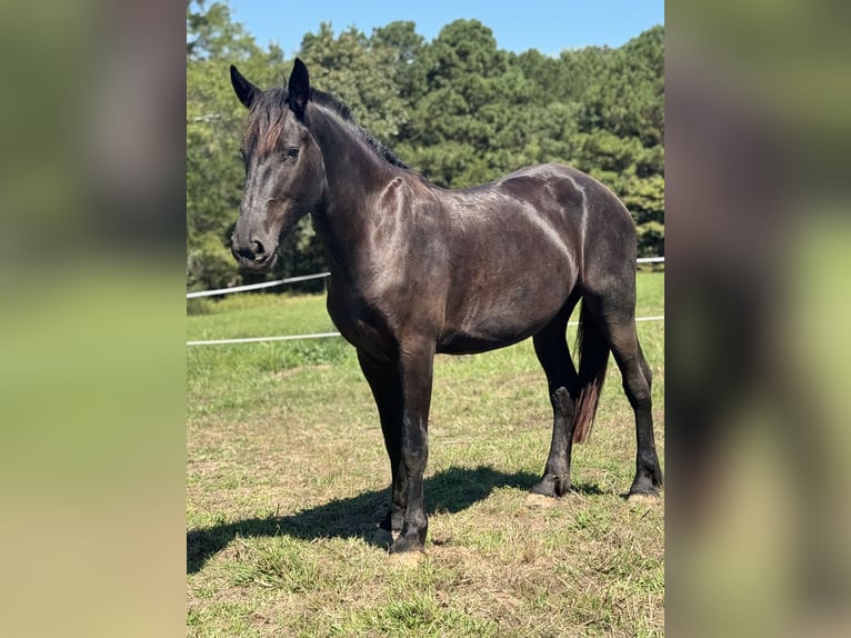 Fries paard Merrie 3 Jaar 170 cm Zwart in Texarkana, TX