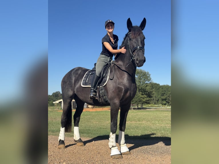 Fries paard Merrie 3 Jaar 170 cm Zwart in Texarkana, TX