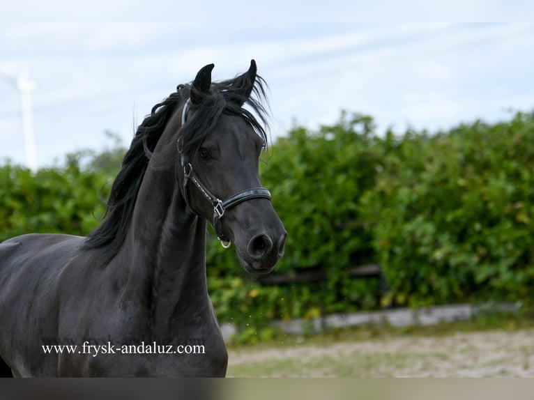 Fries paard Merrie 3 Jaar 172 cm in Mijnsheerenland