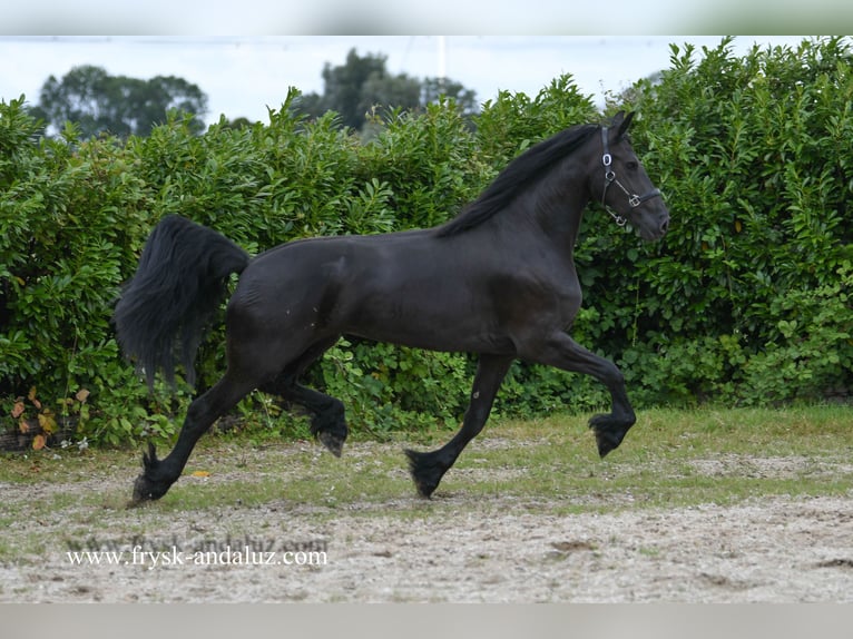 Fries paard Merrie 3 Jaar 172 cm in Mijnsheerenland