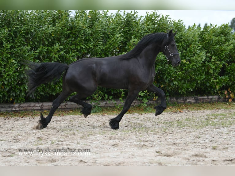 Fries paard Merrie 3 Jaar 172 cm in Mijnsheerenland