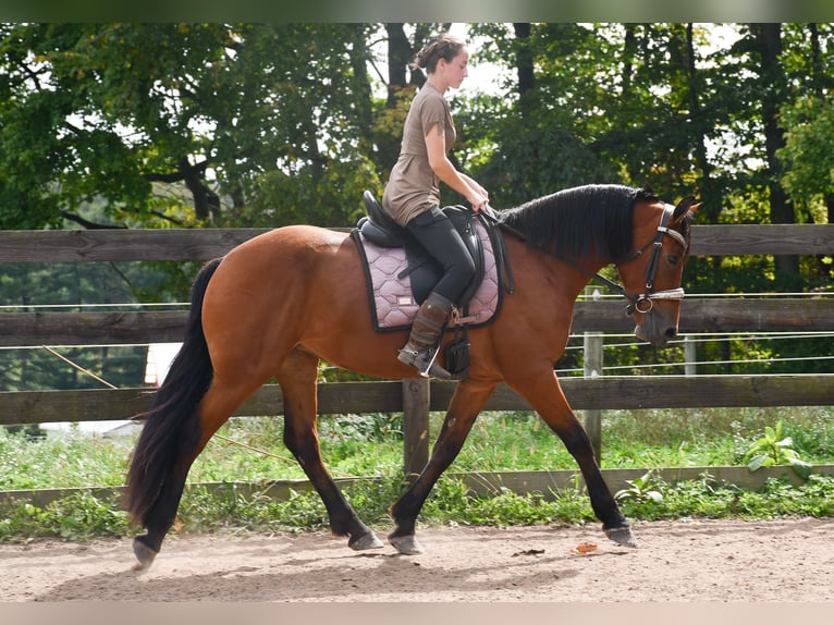 Fries paard Mix Merrie 3 Jaar Roodbruin in Strasburg