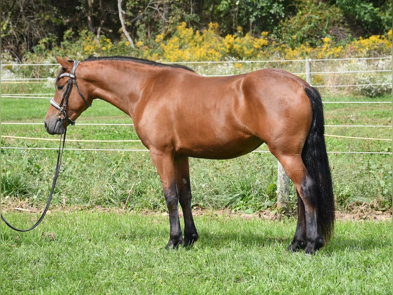 Fries paard Mix Merrie 3 Jaar Roodbruin in Strasburg