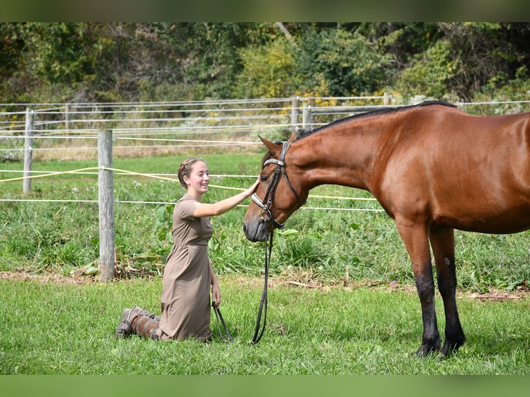 Fries paard Mix Merrie 3 Jaar Roodbruin in Strasburg