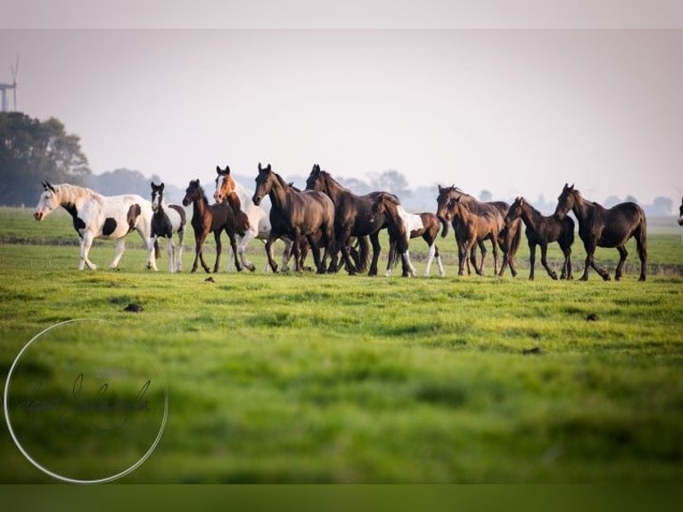 Fries paard Merrie 3 Jaar Zwart in Tzummarum