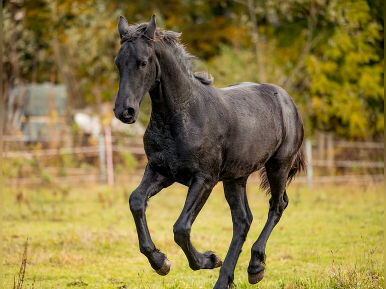 Fries paard Merrie 3 Jaar Zwart in Moritzburg