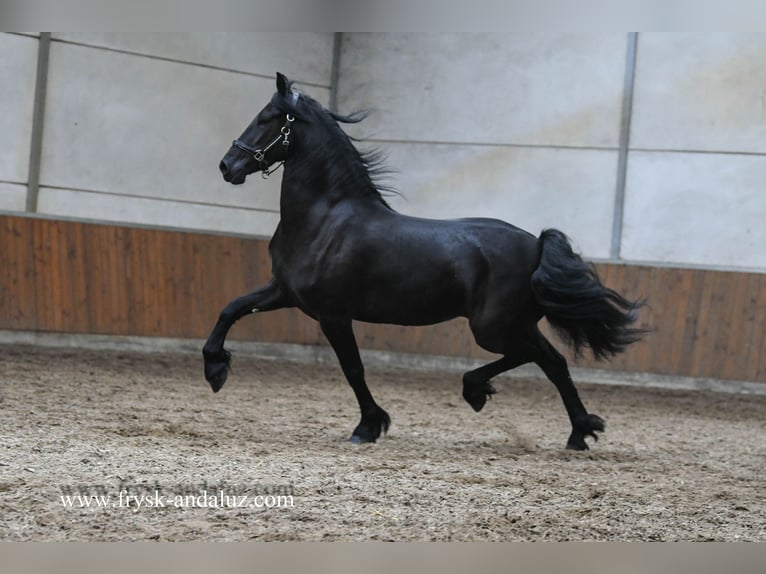 Fries paard Merrie 3 Jaar Zwart in Mijnsheerenland