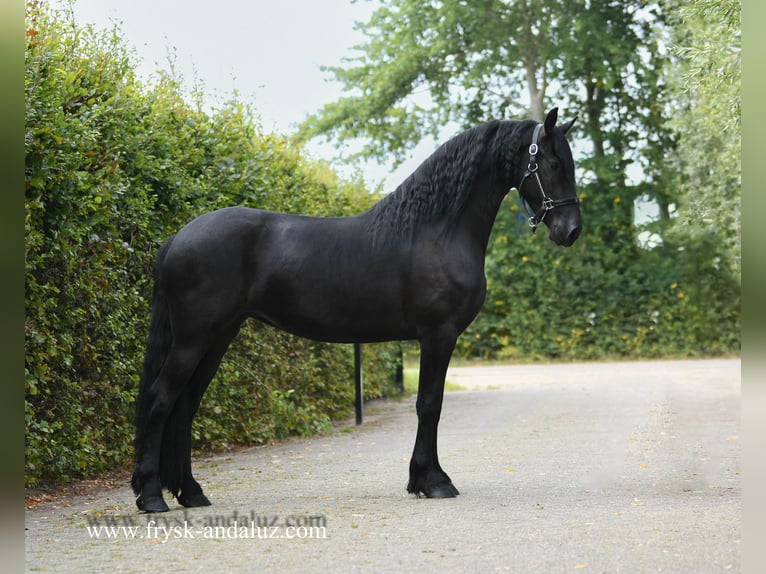 Fries paard Merrie 3 Jaar Zwart in Mijnsheerenland