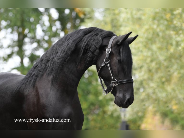 Fries paard Merrie 3 Jaar Zwart in Mijnsheerenland