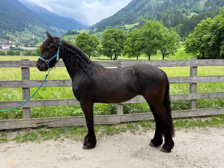 Fries paard Merrie 3 Jaar Zwart in St. Leonhard
