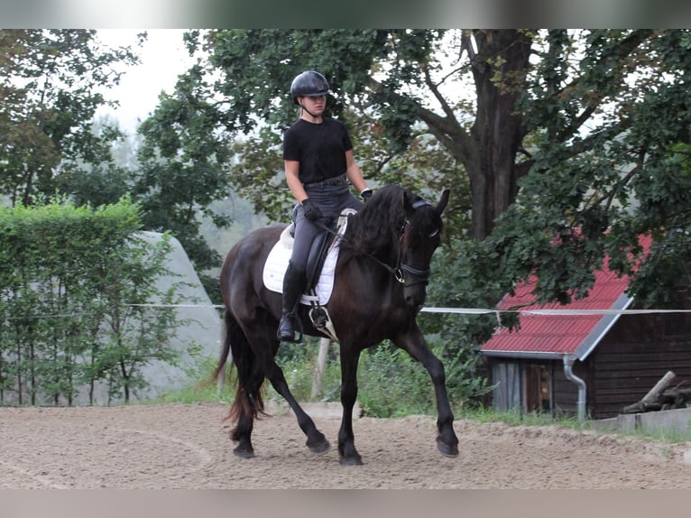 Fries paard Merrie 3 Jaar Zwart in Protivin