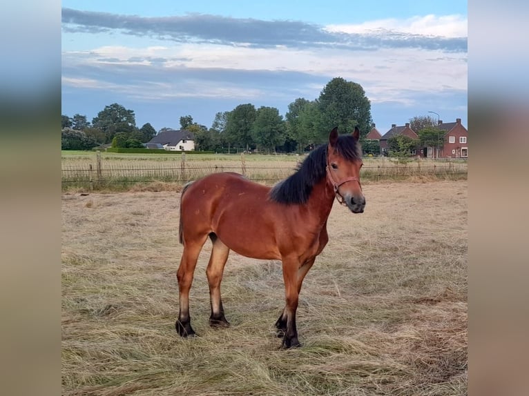 Fries paard Mix Merrie 4 Jaar 143 cm Donkerbruin in Budel