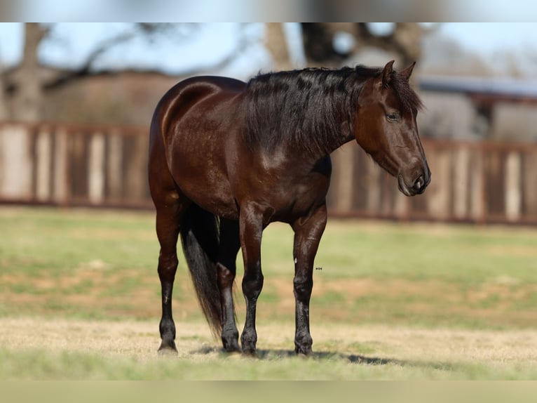 Fries paard Mix Merrie 4 Jaar 150 cm Zwart in Joshua, TX