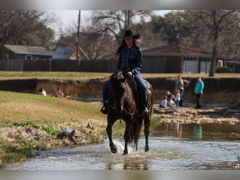 Fries paard Mix Merrie 4 Jaar 150 cm Zwart in Joshua, TX