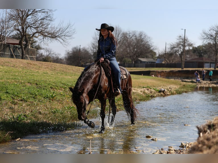 Fries paard Mix Merrie 4 Jaar 150 cm Zwart in Joshua, TX