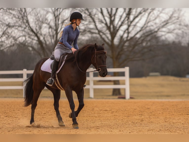 Fries paard Mix Merrie 4 Jaar 150 cm Zwart in Joshua, TX