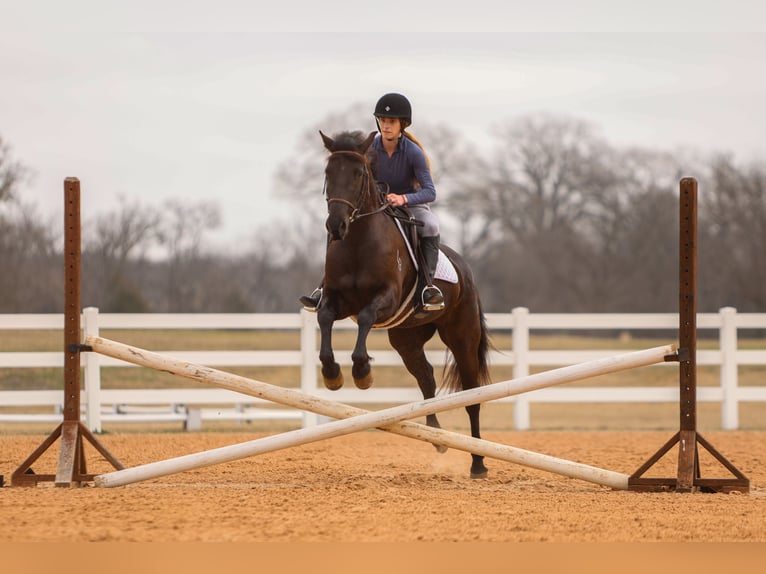 Fries paard Mix Merrie 4 Jaar 150 cm Zwart in Joshua, TX