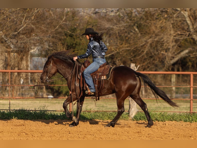 Fries paard Mix Merrie 4 Jaar 150 cm Zwart in Joshua, TX