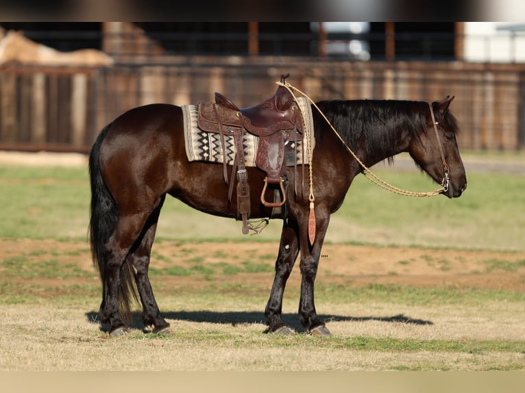 Fries paard Mix Merrie 4 Jaar 150 cm Zwart in Joshua, TX