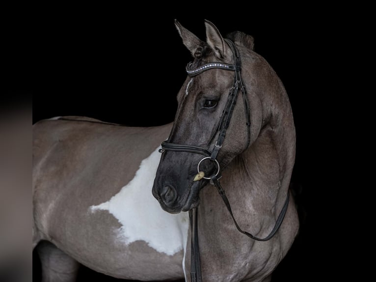 Fries paard Mix Merrie 4 Jaar 152 cm Gevlekt-paard in New Holland
