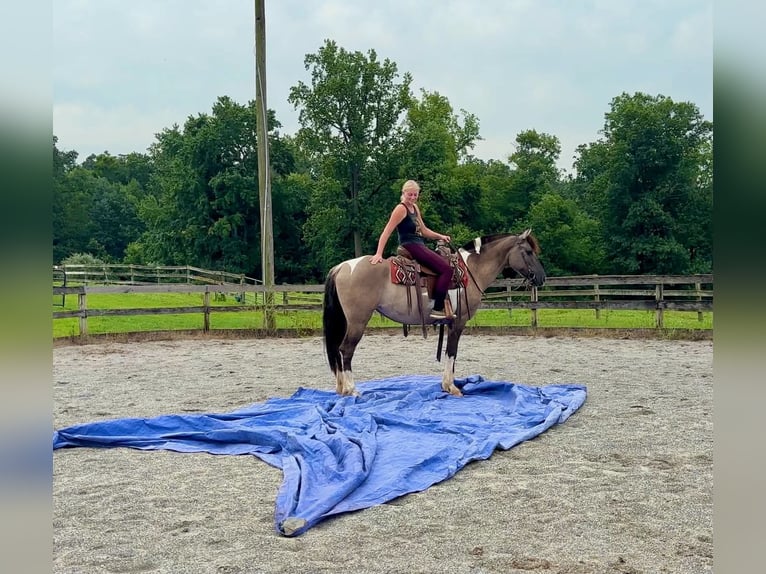 Fries paard Mix Merrie 4 Jaar 152 cm Gevlekt-paard in New Holland