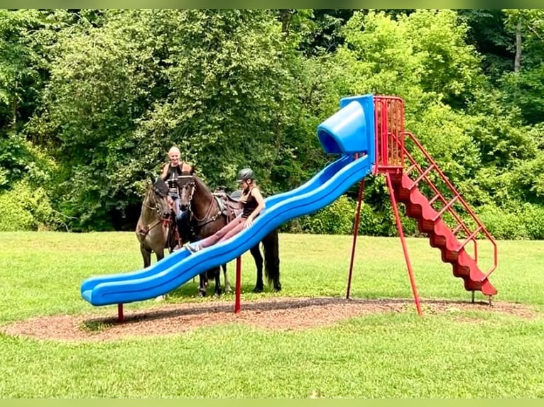 Fries paard Mix Merrie 4 Jaar 152 cm Gevlekt-paard in New Holland