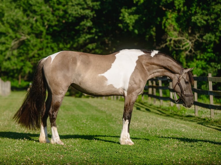 Fries paard Mix Merrie 4 Jaar 152 cm Gevlekt-paard in New Holland