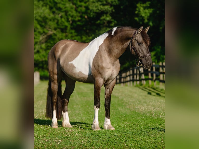 Fries paard Mix Merrie 4 Jaar 152 cm Gevlekt-paard in New Holland