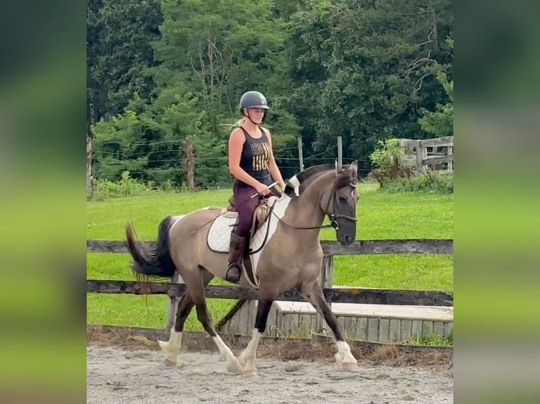 Fries paard Mix Merrie 4 Jaar 152 cm Gevlekt-paard in New Holland