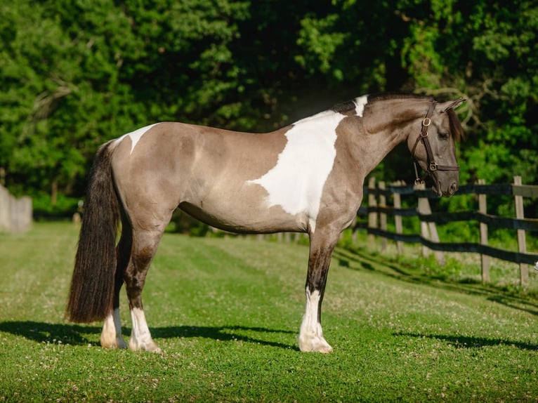 Fries paard Mix Merrie 4 Jaar 152 cm Gevlekt-paard in New Holland