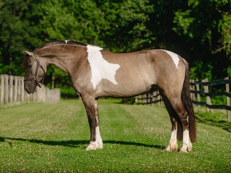Fries paard Mix Merrie 4 Jaar 152 cm Gevlekt-paard in New Holland