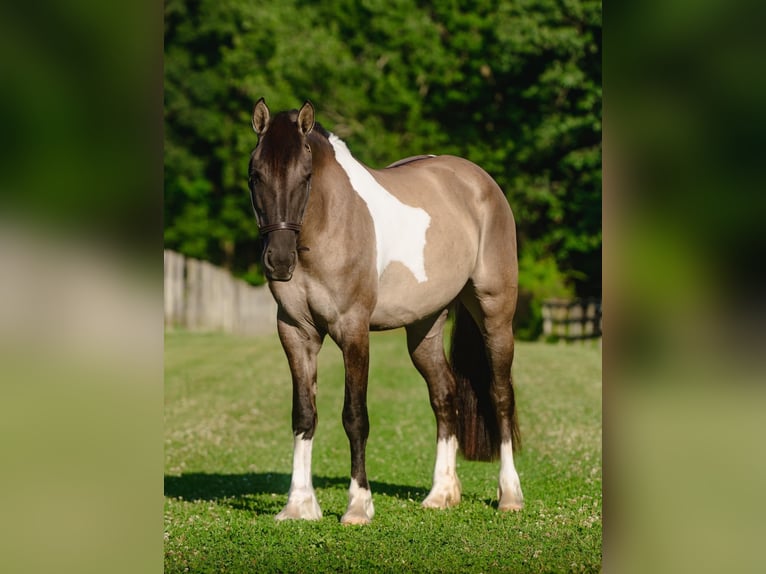 Fries paard Mix Merrie 4 Jaar 152 cm Gevlekt-paard in New Holland
