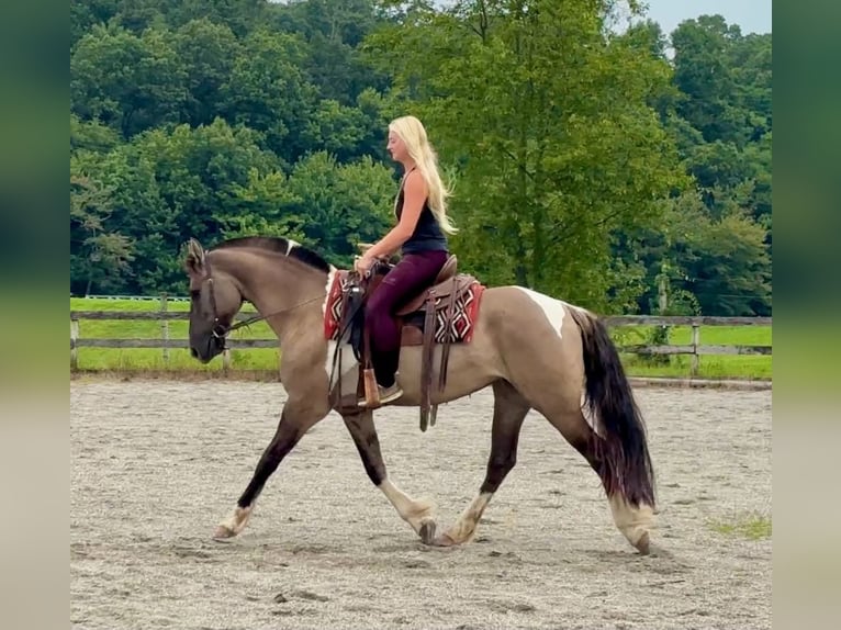 Fries paard Mix Merrie 4 Jaar 152 cm Gevlekt-paard in New Holland
