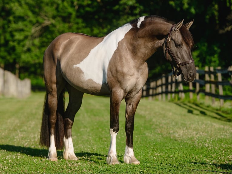 Fries paard Mix Merrie 4 Jaar 152 cm Gevlekt-paard in New Holland